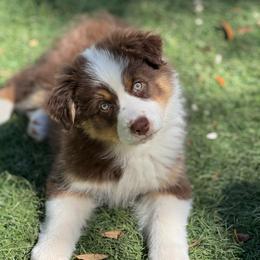 Demeter - Red tri-color female Australian Shepherd puppy in Jacksonville, Florida from Solace Australian Shepherds