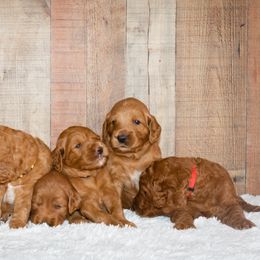 Goldendoodle and Sheepadoodle Puppies from Dewey Doodles