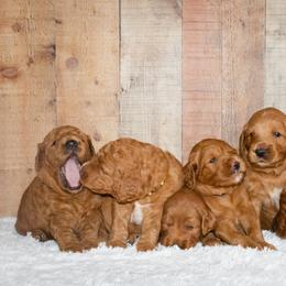 Goldendoodle and Sheepadoodle Puppies from Dewey Doodles