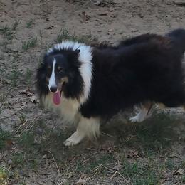 Trixie - Shetland Sheepdog