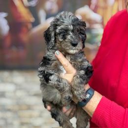Dark Green Collar - Merle male Goldendoodle puppy in Jacksonville, Florida from Southern Goldendoodles