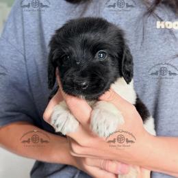 Mr. Dk. Green-2400 - Piebald male Dachshund puppy in Sparr, Florida from From the Heart Doxies