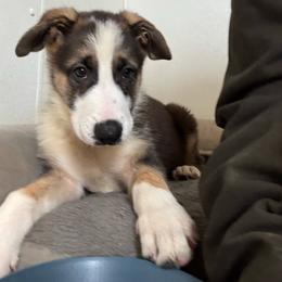 Green collar male - Panda male German Shepherd puppy in Columbiana County, Ohio from Das Müller Hund Haus