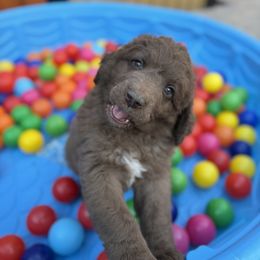Bean - Brown and white male Saint Berdoodle puppy in Chicago, Illinois from Gentle Giant Saint Berdoodles