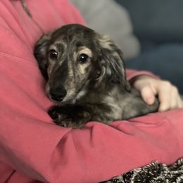 Dachshund Puppies from Fitzpatrick's Irish Cream Doxies