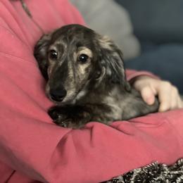 Dachshund Puppies from Fitzpatrick's Irish Cream Doxies