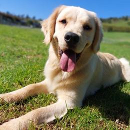 Avena - Golden Retriever