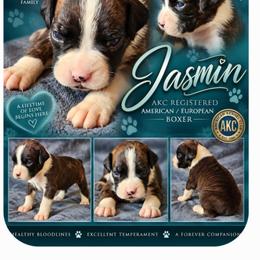 Jasmine - Brindle female Boxer puppy in Pine River, Wisconsin from Jenks Boxers