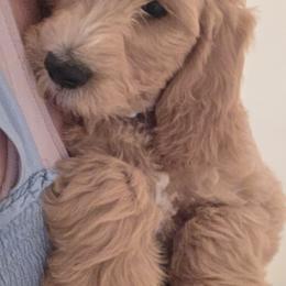 Goldendoodle Puppies from Whisper Wood Creek