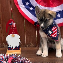 Sassy Girl - Siberian Husky puppy from SnowShier Huskies