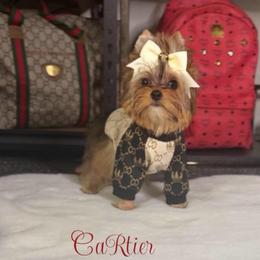 Cartier - Gold male Yorkshire Terrier puppy in Prosper, Texas from DaintyDawlz