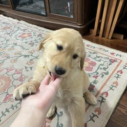 Golden Retriever Puppies from Golden Poppy Retrievers