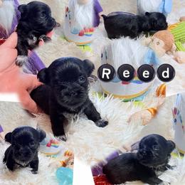 Reed - Black male Mi-Ki puppy in Toronto, Ohio from Shekinah’s Mi-Kis & Cricket Hill’s Westies