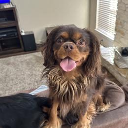 Tucker - Cavalier King Charles Spaniel