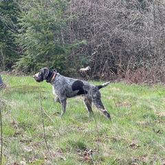 Pixie - German Wirehaired Pointer