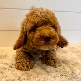 No Collar boy - Apricot male Goldendoodle puppy in San Augustine, Texas from Vintage Doodles