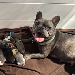 DAISY - French Bulldog