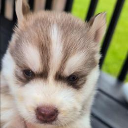 Nova - Red and white female Siberian Husky puppy in Richland, Mississippi from Feazell’s Siberian Huskies
