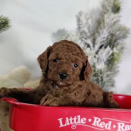 Coton de Tulear and Poodle Puppies from Legacy Pets