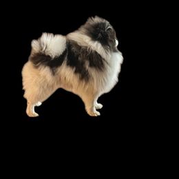 Spike - Black and tan parti Pomeranian puppy in Grass Lake, Michigan from Chantilly Lace Poms