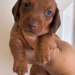 Jack - Sable male Dachshund puppy in Springfield, Tennessee from Savannah’s Doxie Palace