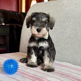 Mr Blue - Salt and pepper male Miniature Schnauzer puppy in Wildomar, California from My Angel Schnauzers