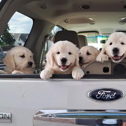 Girl 5 - Light golden female Golden Retriever puppy in Chehalis, Washington from Tradition Golden Retrievers