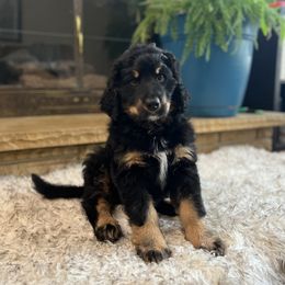 Bernedoodle and Poodle Puppies from Doggy Darlins
