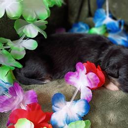 Loretta (purple collar) - Black tri-color female Australian Shepherd puppy in Okeechobee, Florida from Rothsolid Aussies