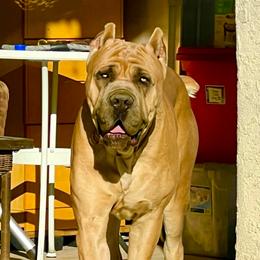 Elena - Black female Cane Corso puppy in Las Vegas, Nevada from LV3M Cane Corso