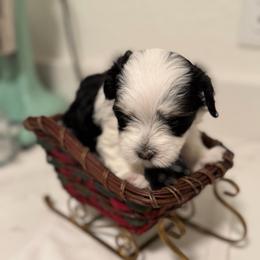 Boy 2 - Black and white male Havanese puppy in Morriston, Florida from OPA! Havanese (formerly Elysium Fields)