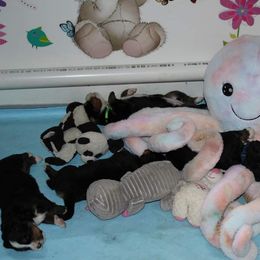 Bernese Mountain Dog Puppies from Baby Bear Bernese Kennel