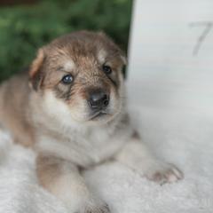 Tamaskan Puppies from Ageli Lykon