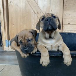Boerboel puppies from Heritage Boerboels