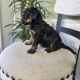 Abby - Merle female Bernedoodle puppy in Holtwood, Pennsylvania from Country Ridge Puppies
