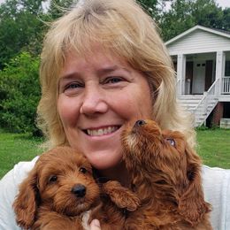 Labradoodle Puppies from Daiger Doodles