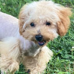 Lucy - Red  Poodle puppy in Taylorsville, North Carolina from SilverLining highlands and hounds