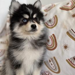 Rowan - Black and white male Pomsky puppy in Mesa, Arizona from Platinum Pomskies
