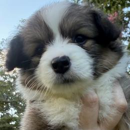 Astrid - Sable female Pembroke Welsh Corgi puppy in Millersville, Maryland from Corgis by the bay