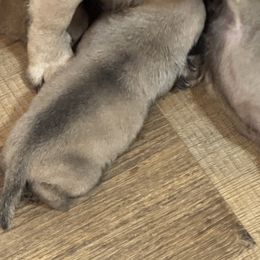 Puppy 2 - Fawn male Pug puppy in Watseka, Illinois from Jakes Lil Country Kennels