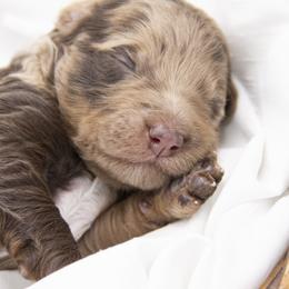 Oatmeal - White Collar - Chocolate merle female Bernedoodle puppy in Lehi, Utah from Our Little Farm Life Doodles