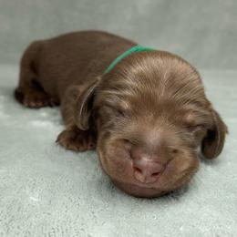 Male 2 - Chocolate and tan male Dachshund puppy in Birmingham, Alabama from LongBottomDachshunds