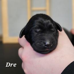 Dre - Black male Labrador Retriever puppy in Macomb, Missouri from Hicks Family Homestead