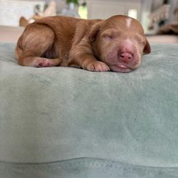 Piper - Red  female Goldendoodle puppy in Brooksville, Florida from Abby’s Standard Goldendoodles