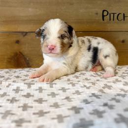 Pitch - Blue merle male Australian Shepherd puppy in Kearney, Nebraska from Helix Aussies