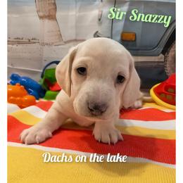 Sir Snazzy - Cream male Dachshund puppy in Grove, Oklahoma from Dachs on the lake