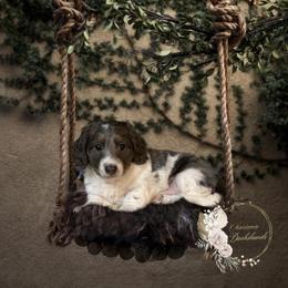 Dachshund Puppies from Charisma Dachshunds