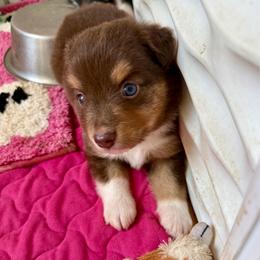 Bryce - Red tri female Miniature Australian Shepherd puppy in Gatesville, Texas from Southern Promise Aussie’s
