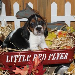 Cinnamon Roll - Black white and brown female Basset Hound puppy in Dover, Arkansas from S&S American Bassets