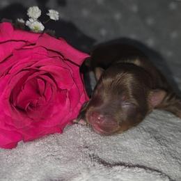 Mercury - Chocolate, tan and white male Yorkshire Terrier puppy in Lakeland, Florida from You Me & The Yorkies